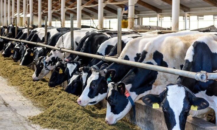 Dairy Farming in Kenya: Complete Beginner’s Guide, Costs, Profits and Best Breeds