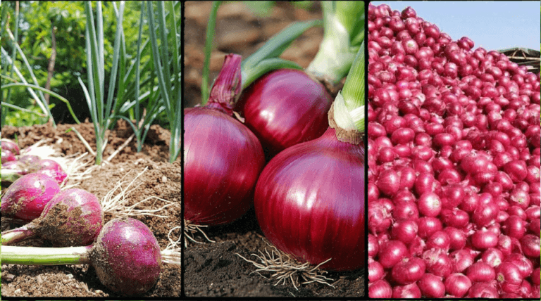 How to Start Bulb Onion Farming in Kenya: Complete 2026 Guide, Costs & Profit Per Acre