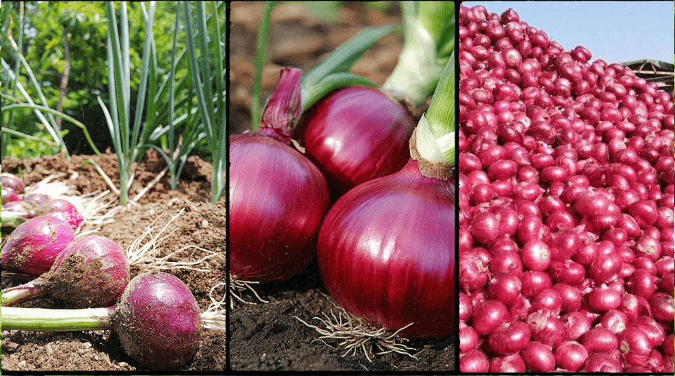 How to Start Bulb Onion Farming in Kenya