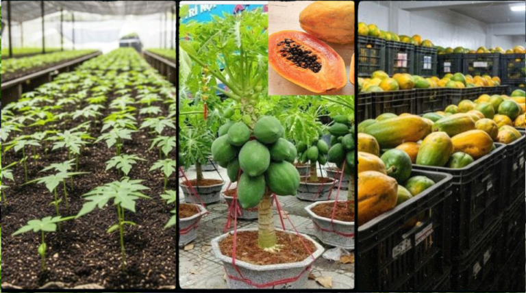 How to Grow Dwarf Papaya Trees in Containers for Massive Harvests in Kenya