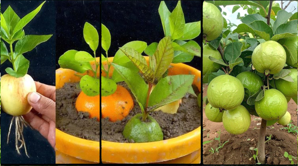 Guava Seedlings (Improved Varieties)