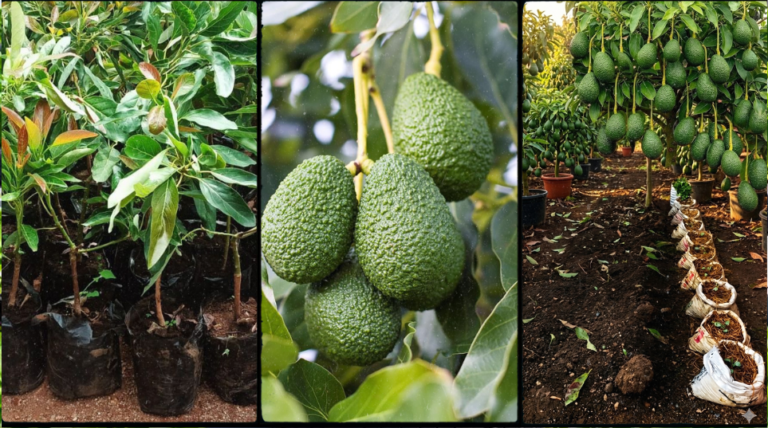 Hass Avocado in Kenya: Price, Seedlings, Varieties & Where to Buy