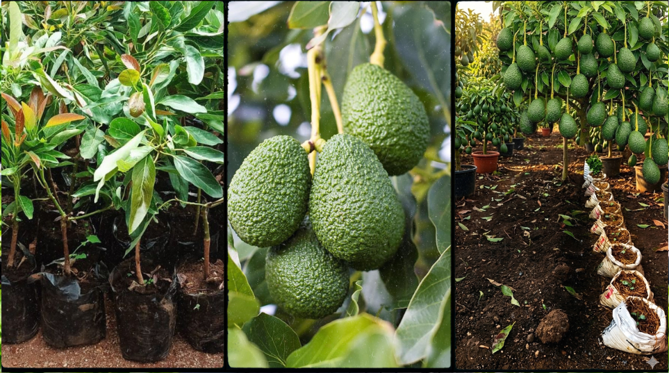 Hass Avocado in Kenya: Price, Seedlings, Varieties & Where to Buy