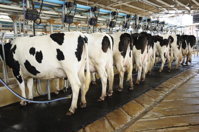 Dairy Farming in Kenya: Complete Beginner’s Guide, Costs, Profits and Best Breeds