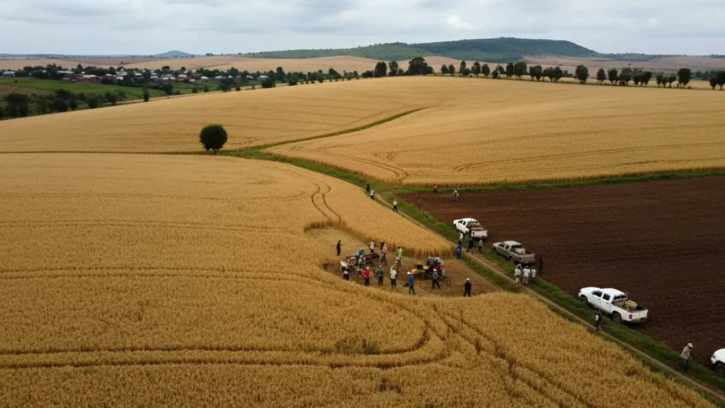 Aerial drone view of vast wheat fields ready for harvest under a cloudy sky