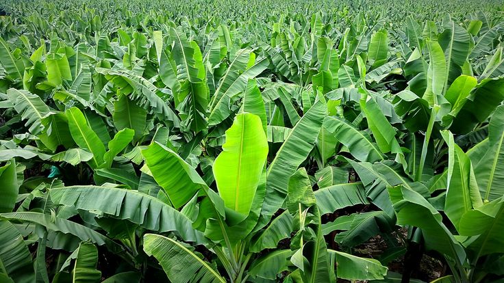 Banana Farming in Kenya: Best Varieties, Planting Guide and Profit Potential for Small Farmers 2 What Are the Best Banana Varieties for Kenya in 2026?