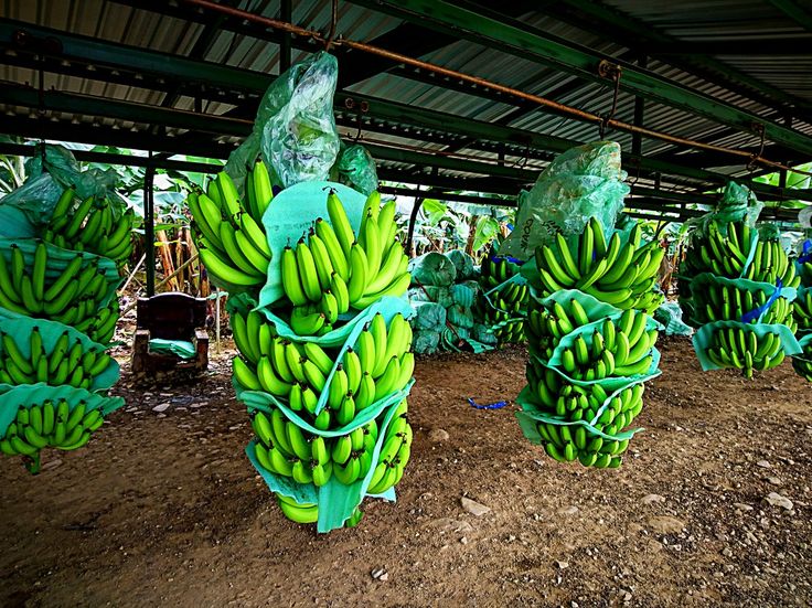 Banana Farming in Kenya: Best Varieties, Planting Guide and Profit Potential for Small Farmers 7 Banana Farming in Kenya