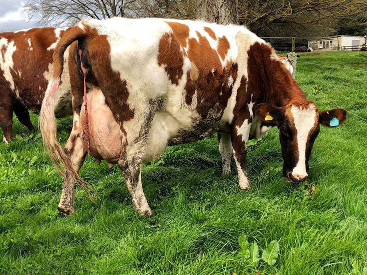 Top 5 Profitable Dairy Cow Breeds for Successful Farming in Kenya (2026 Guide) 3 5 Profitable Dairy Cow Breeds for Successful Farming