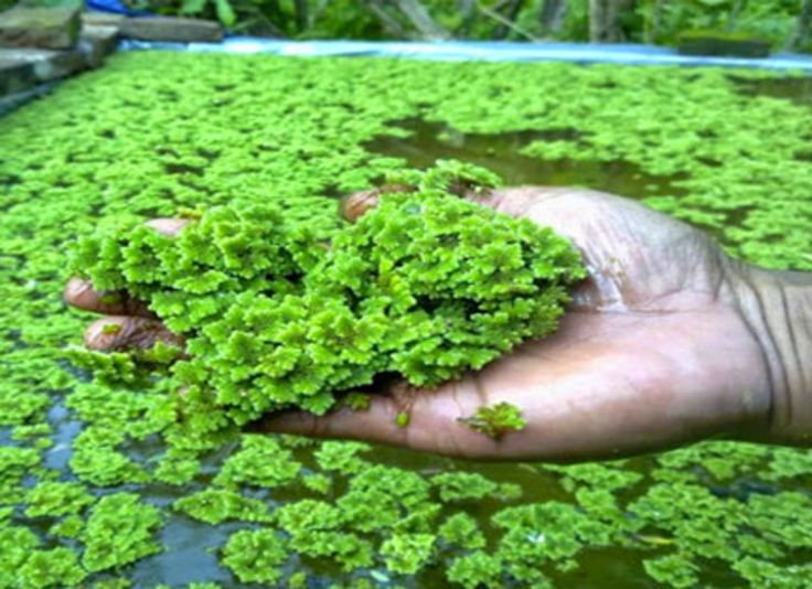 Azolla Farming in Kenya