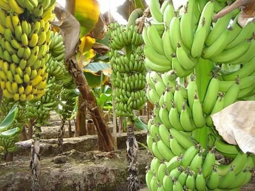 Banana Farming in Kenya: Best Varieties, Planting Guide and Profit Potential for Small Farmers 3 Banana nanica