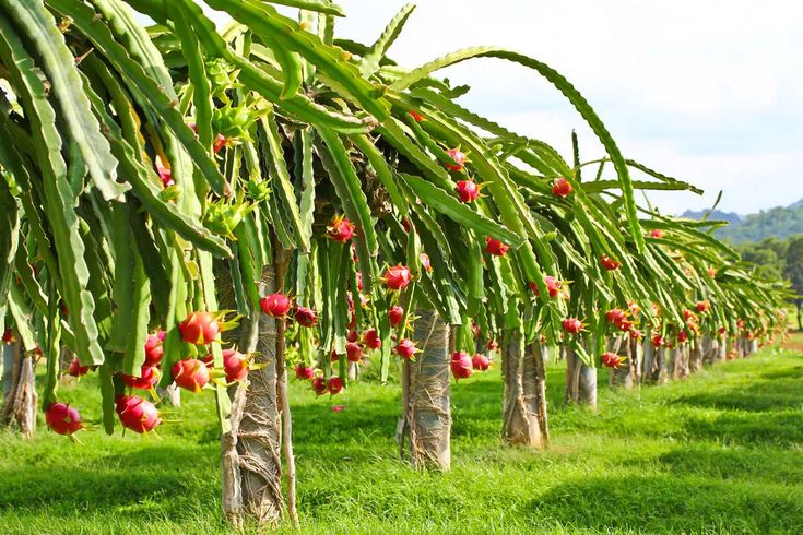 Dragon Fruit Farming