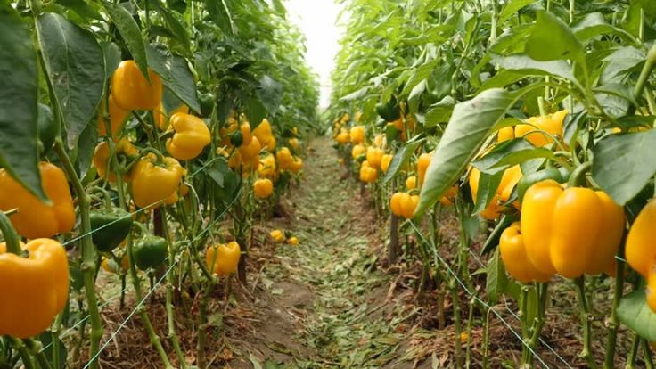 Colored Capsicum Farming