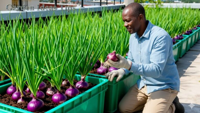 HOW TO GROW BULB ONIONS IN CRATES STEP BY STEP GUIDE FOR KENYAN FARMERS