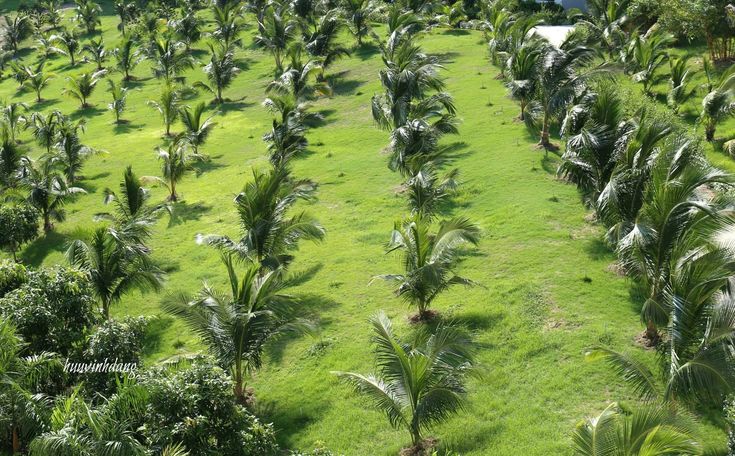 Coconut Farming in Kenya