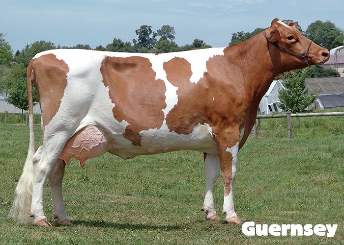 Top 5 Profitable Dairy Cow Breeds for Successful Farming in Kenya (2026 Guide) 5 Guernsey: The "Golden Milk" Producer
