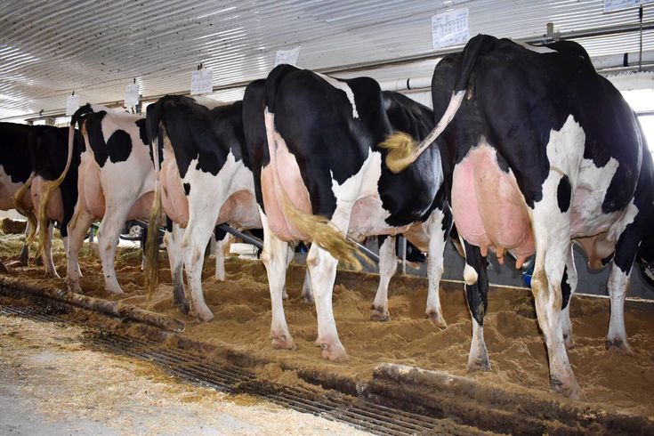 Top 5 Profitable Dairy Cow Breeds for Successful Farming in Kenya (2026 Guide) 2 Friesian (Holstein-Friesian)