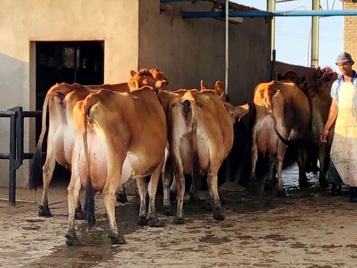 Top 5 Profitable Dairy Cow Breeds for Successful Farming in Kenya (2026 Guide) 4 Jersey: The "Profit Per Kilo" Champion