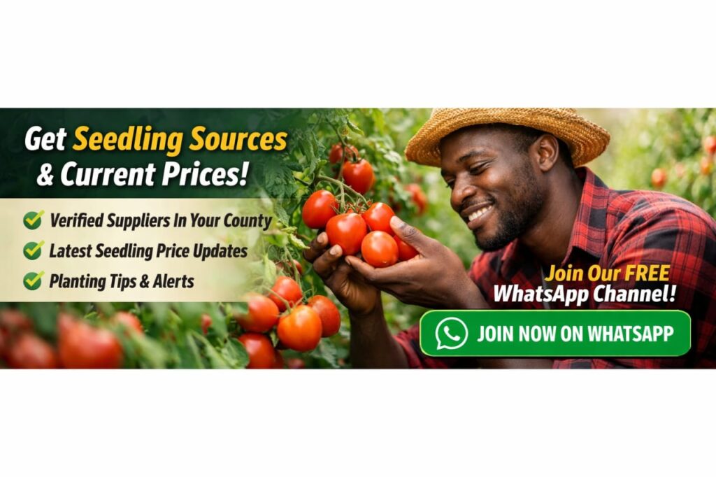 kenyan farmers WhatsApp channel