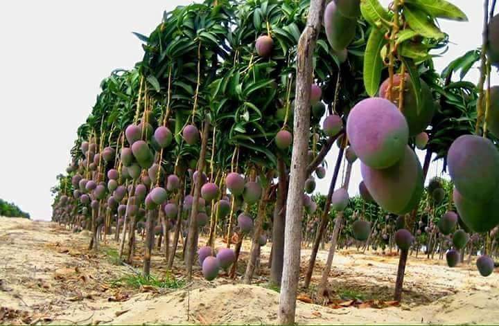 Mango Farming in Kenya: Spacing, Seedlings, Yields and Profit per Acre in 2026 4 The Apple Mango