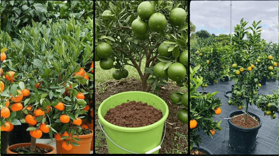 Pixie Orange Farming in Kenya 2026: Complete Guide to Seedlings, Costs and Profit per Acre