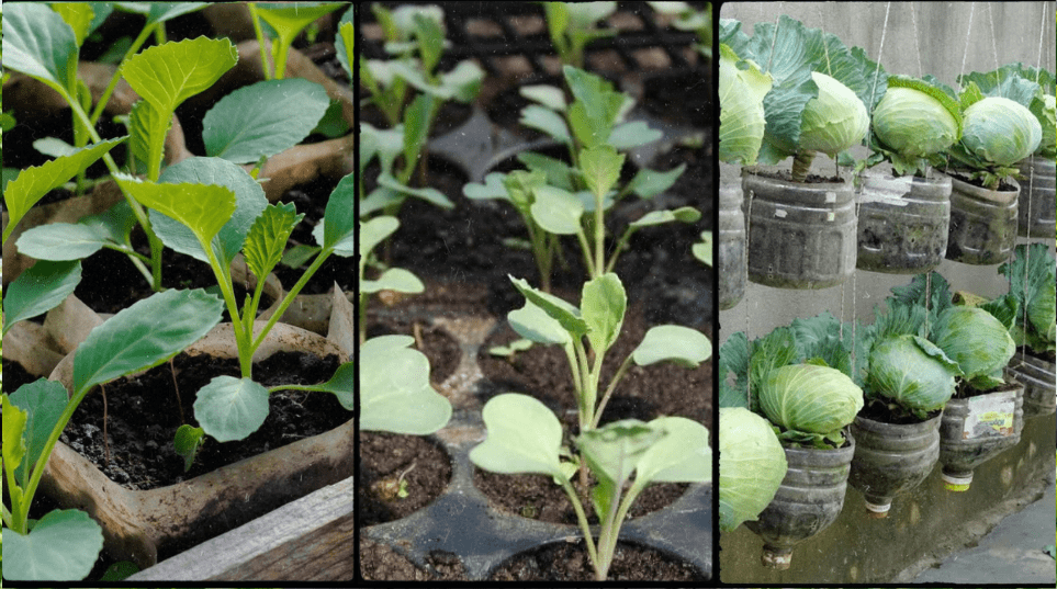 GROW BIG CABBAGES IN CONTAINERS IN KENYA: HANGING CABBAGE FARMING GUIDE 2026