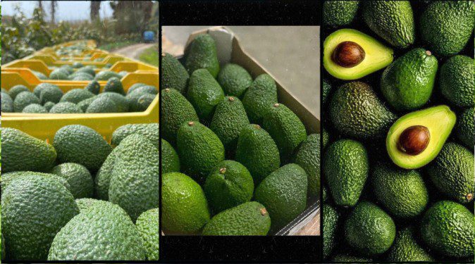 HOW TO EXPORT HASS AVOCADOS FROM KENYA IN 2026: A STEP-BY-STEP GUIDE