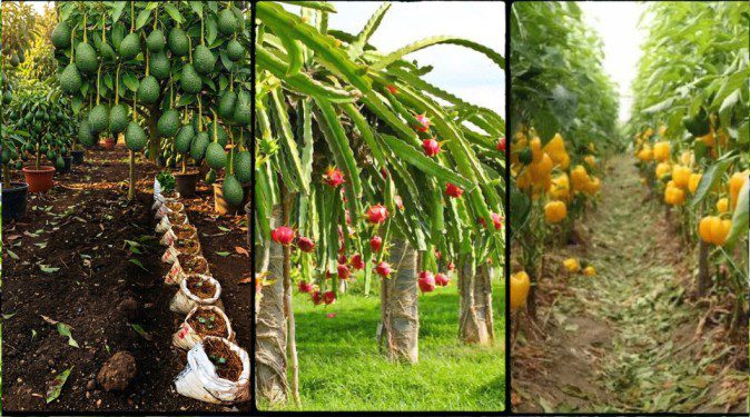 10 Most Profitable Farming Ventures in Kenya for 2026