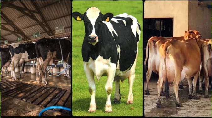 Top 5 Profitable Dairy Cow Breeds for Successful Farming in Kenya (2026 Guide)