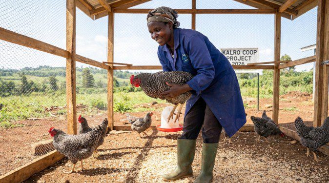 Barred Plymouth Rock Chicken in Kenya 2026