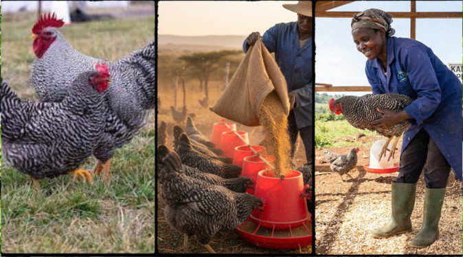 Barred Plymouth Rock Chicken in Kenya