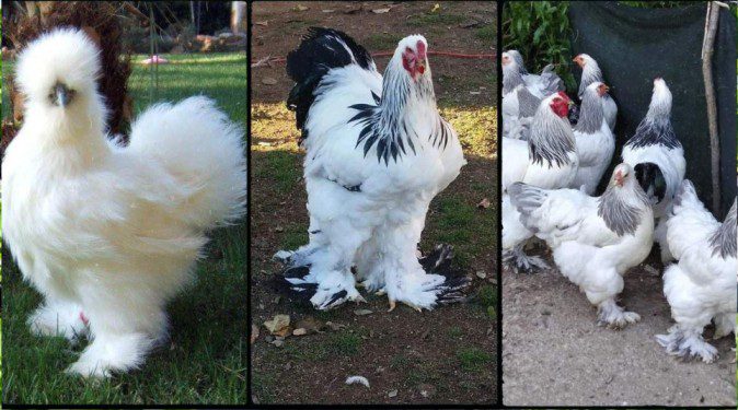 silkie chickens