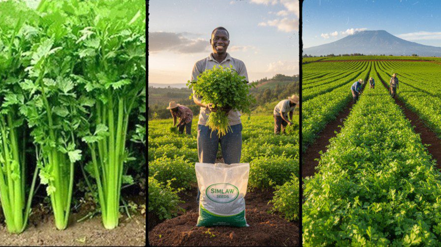 Coriander Varieties in Kenya: Best Dhania Types, Yields and Market Demand 2026 1 Coriander Varieties in Kenya: Best Dhania Types, Yields and Market Demand 2026