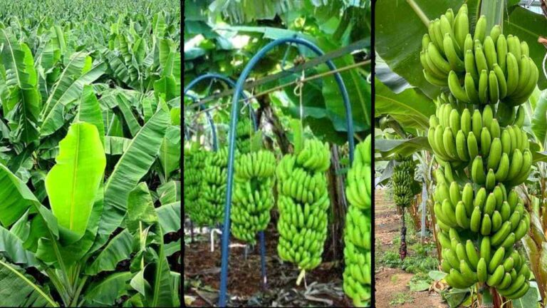 Banana Farming in Kenya 2026 The Complete Beginner Guide to High Profits