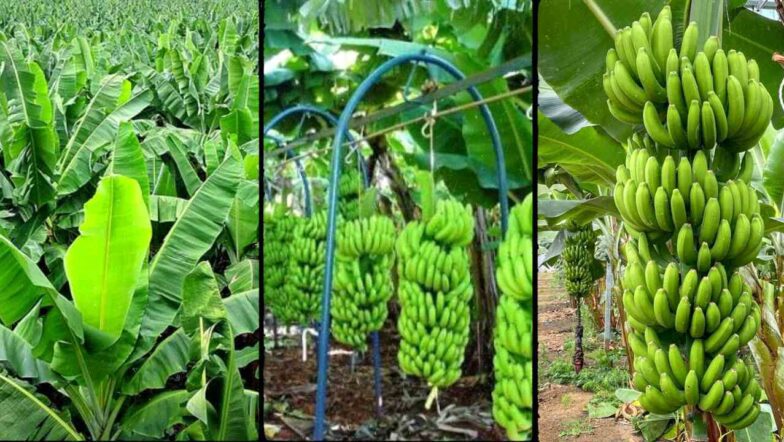 Banana Farming in Kenya 2026 The Complete Beginner Guide to High Profits