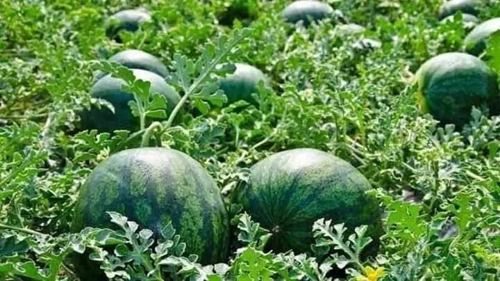 Watermelon Farming