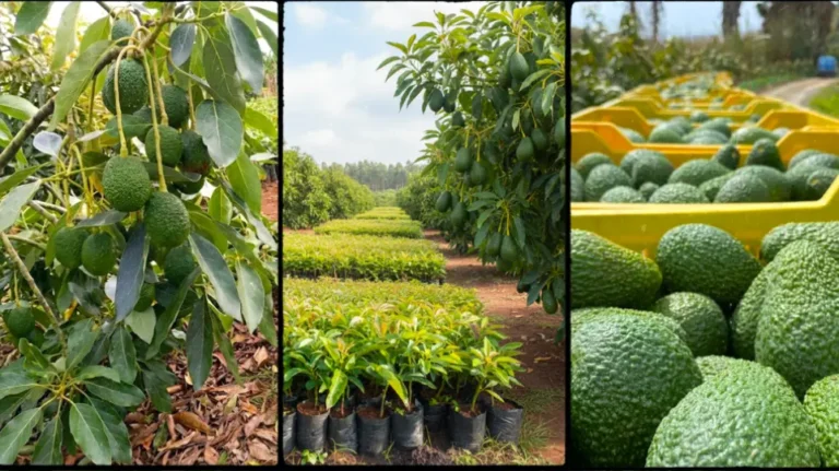 Hass Avocado Seedlings in Kenya 2026: Trusted Nurseries, Prices and Spacing Guide