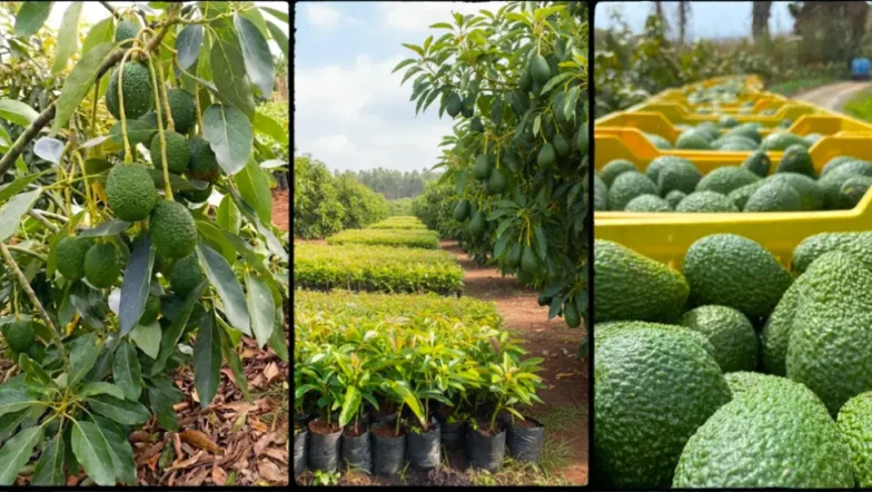 Hass Avocado Seedlings in Kenya 2026: Trusted Nurseries, Prices and Spacing Guide