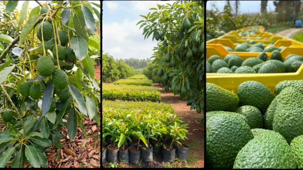 Hass Avocado Seedlings in Kenya 2026: Trusted Nurseries, Prices and Spacing Guide