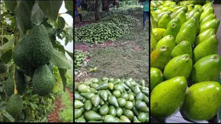 Common Mistakes in Avocado Farming in Kenya and How to Avoid Them