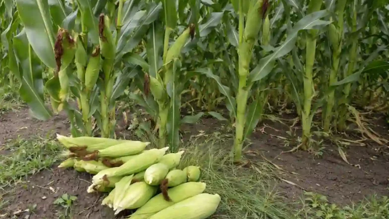 Maize Farming in Kenya