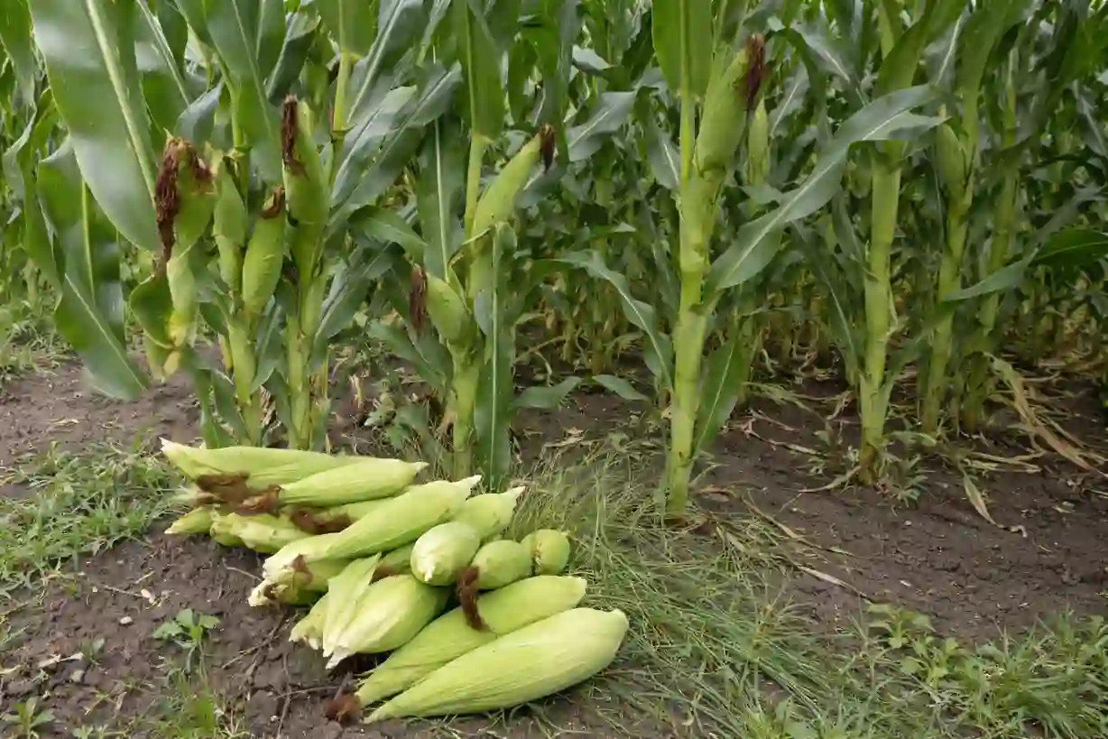 Maize Farming in Kenya