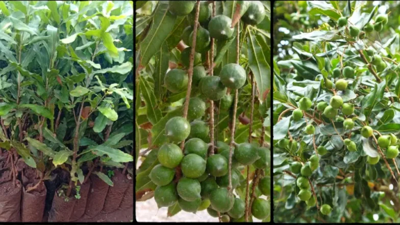 Macadamia Nuts in Kenya 2026