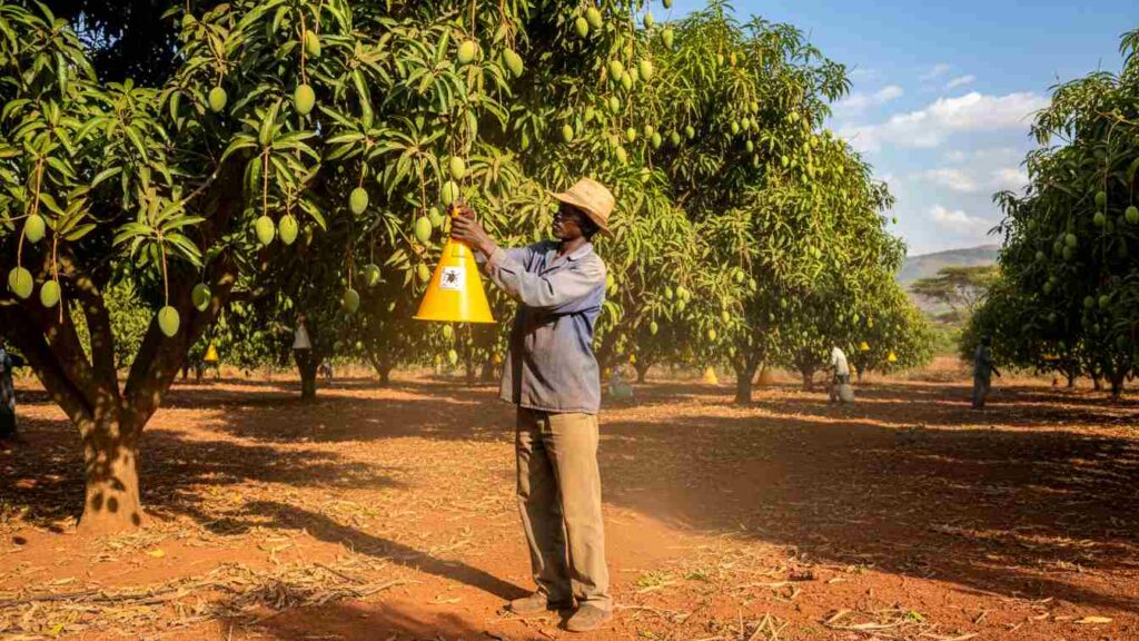 Mango Farming in Kenya: Spacing, Seedlings, Yields and Profit per Acre in 2026 6 Mango Farming in Kenya