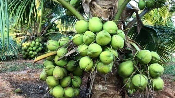 Coconut Farming in Kenya