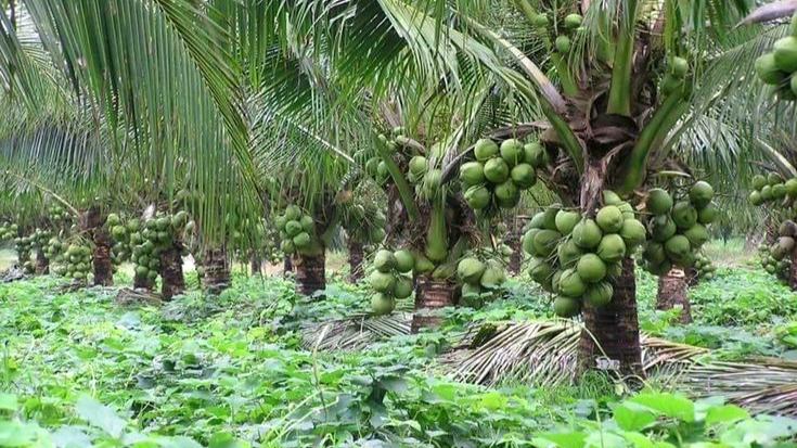 Coconut Farming in Kenya: