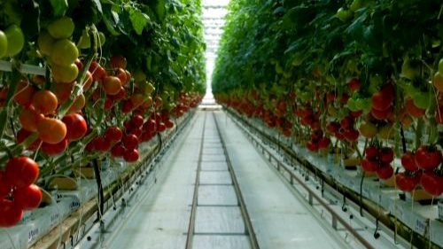 Best Greenhouse Farming Guide in Kenya: Profits, Costs, and Beginner Mistakes to Avoid in 2026