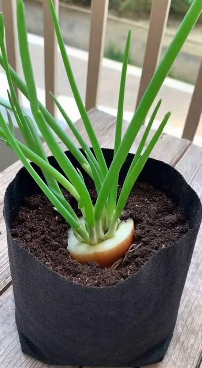 HOW TO GROW BULB ONIONS IN CRATES STEP BY STEP GUIDE FOR KENYAN FARMERS