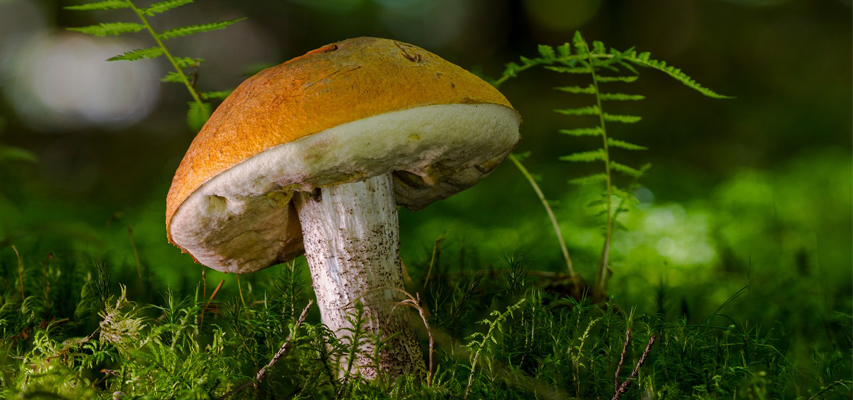 Warm Weather Button (Agaricus bitorquis