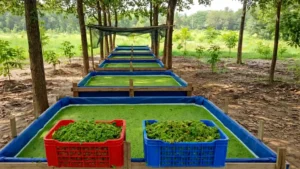 The Azolla Blueprint: How to Grow High Protein Green Gold in Low Cost Artificial Ponds