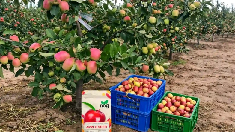 Apple Farming in Kenya 2026
